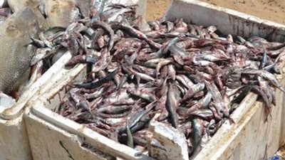 ضبط 12 طن أسماك الفاسدة قبل تداولها في الأسواق ببورسعيد