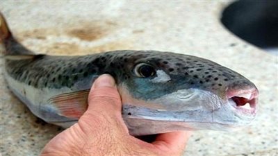 ضبط 182 كيلو من أسماك 